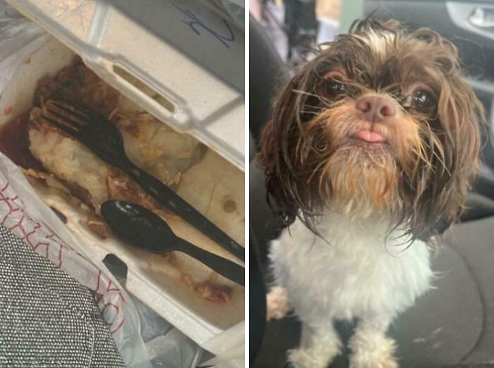89 Sneaky Pets Who Tried To Steal Food But Got Busted (New Pics)