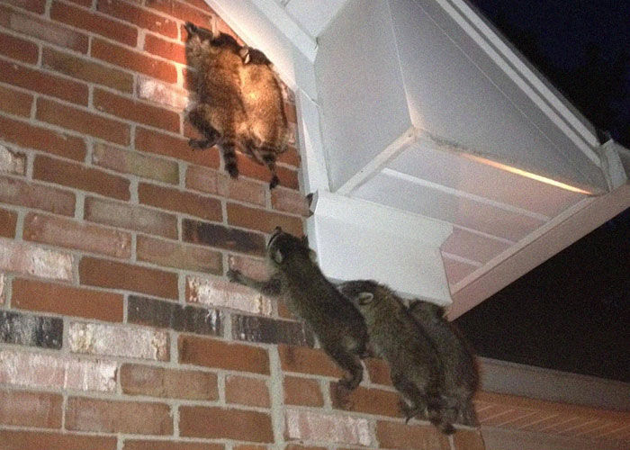29 Of The Strangest Things People Accidentally Saw Neighbors Doing