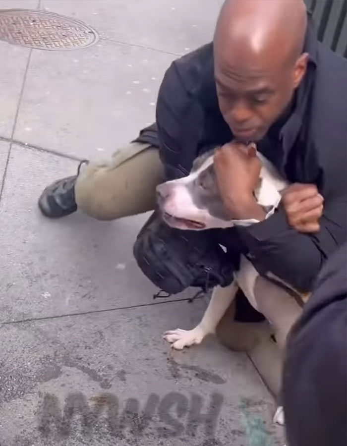 Pit Bull Attacks Toddler On Packed Manhattan Street, Refuses To Release Grip