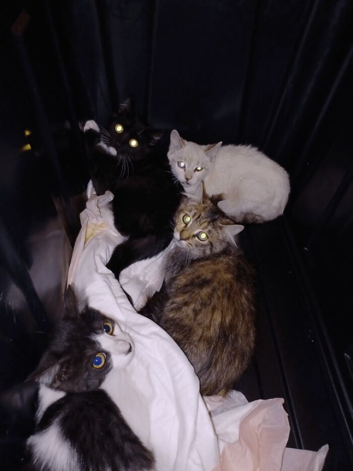 The Grinch Stole The Last Braincell From Each Of These 50 Cats, But You Don&rsquo;t See Us Complaining