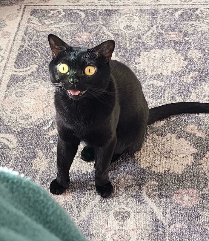 The Grinch Stole The Last Braincell From Each Of These 50 Cats, But You Don&rsquo;t See Us Complaining