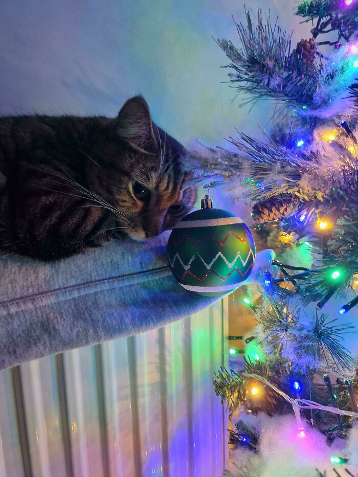 The Grinch Stole The Last Braincell From Each Of These 50 Cats, But You Don&rsquo;t See Us Complaining