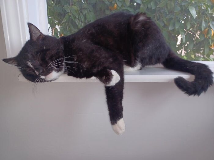 The Grinch Stole The Last Braincell From Each Of These 50 Cats, But You Don&rsquo;t See Us Complaining