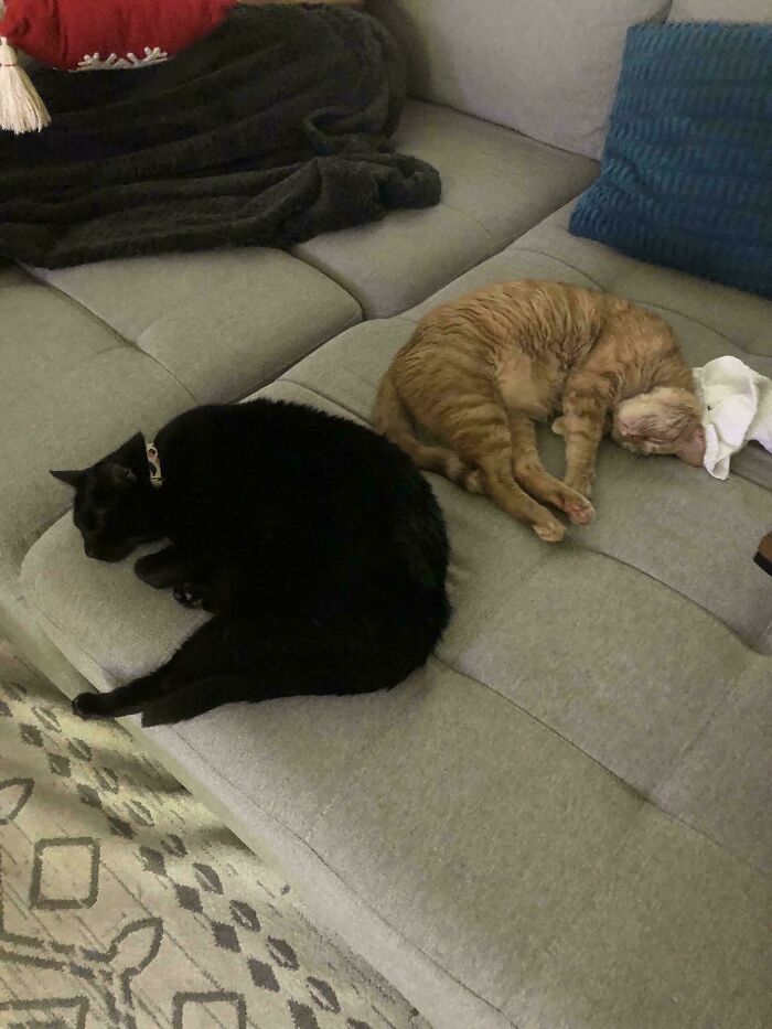 The Grinch Stole The Last Braincell From Each Of These 50 Cats, But You Don&rsquo;t See Us Complaining