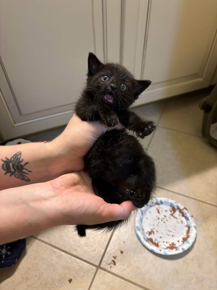 The Grinch Stole The Last Braincell From Each Of These 50 Cats, But You Don&rsquo;t See Us Complaining