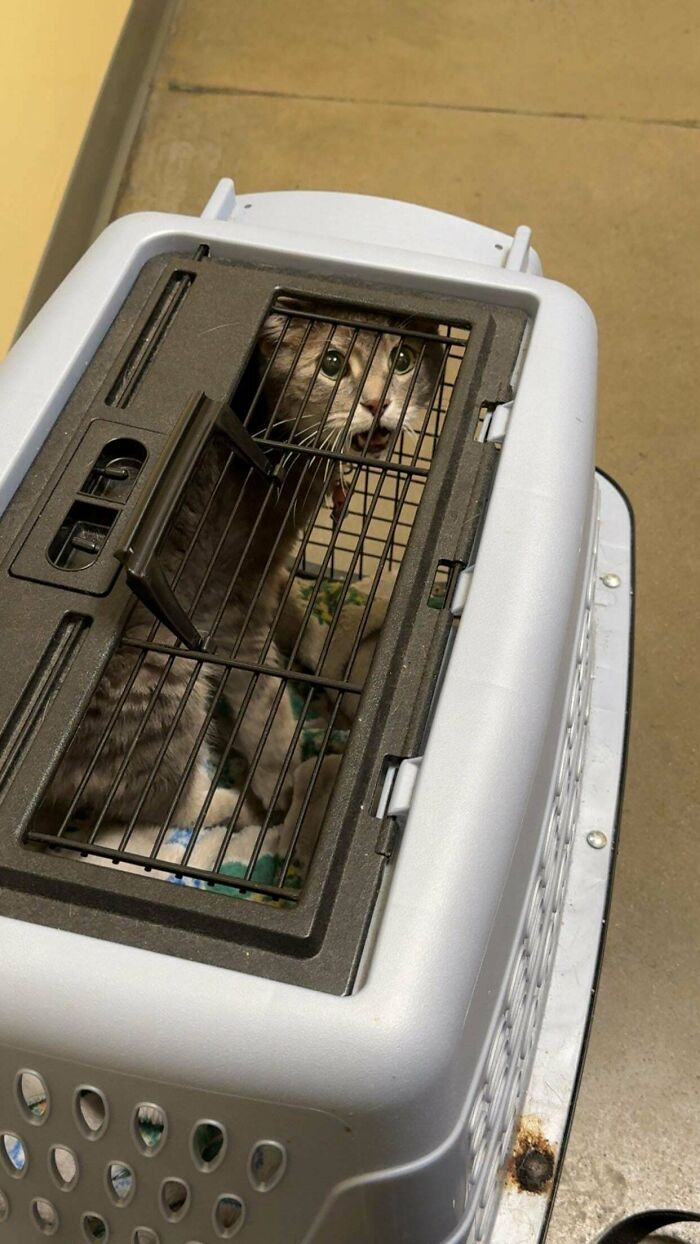 The Grinch Stole The Last Braincell From Each Of These 50 Cats, But You Don&rsquo;t See Us Complaining