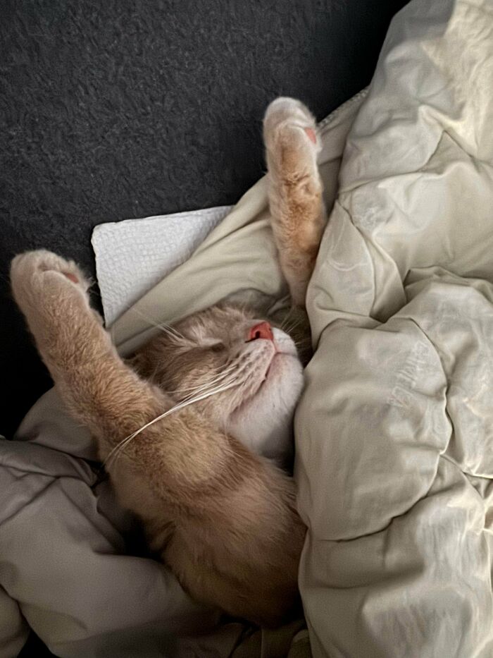 The Grinch Stole The Last Braincell From Each Of These 50 Cats, But You Don&rsquo;t See Us Complaining