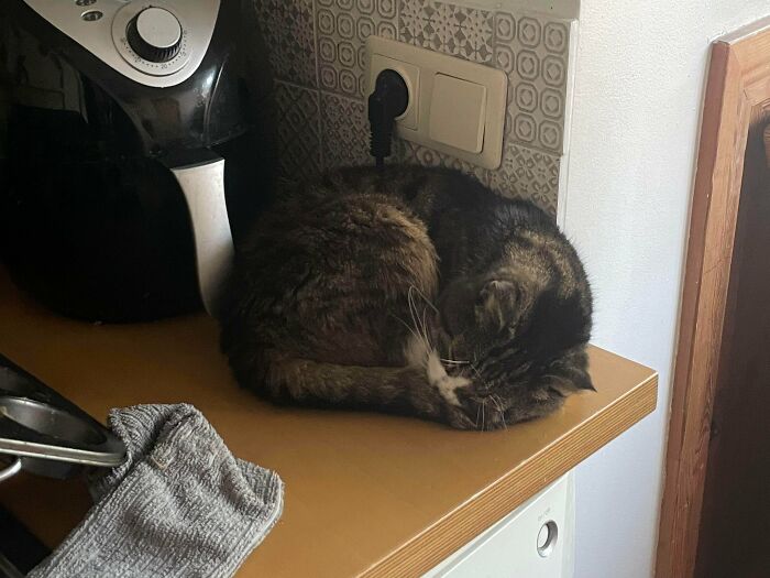 The Grinch Stole The Last Braincell From Each Of These 50 Cats, But You Don&rsquo;t See Us Complaining