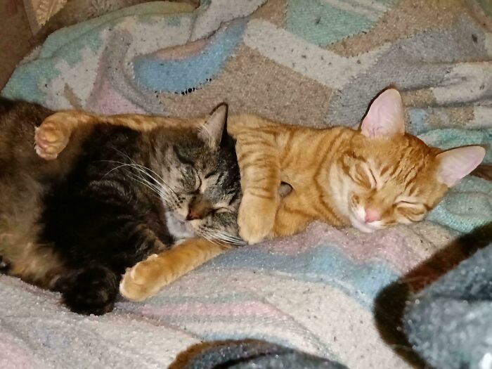 The Grinch Stole The Last Braincell From Each Of These 50 Cats, But You Don&rsquo;t See Us Complaining