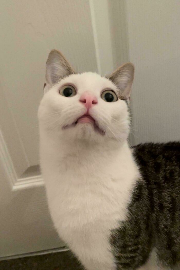 The Grinch Stole The Last Braincell From Each Of These 50 Cats, But You Don&rsquo;t See Us Complaining