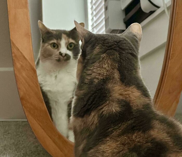 The Grinch Stole The Last Braincell From Each Of These 50 Cats, But You Don&rsquo;t See Us Complaining