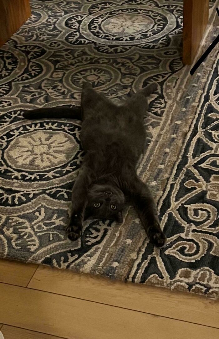 The Grinch Stole The Last Braincell From Each Of These 50 Cats, But You Don&rsquo;t See Us Complaining