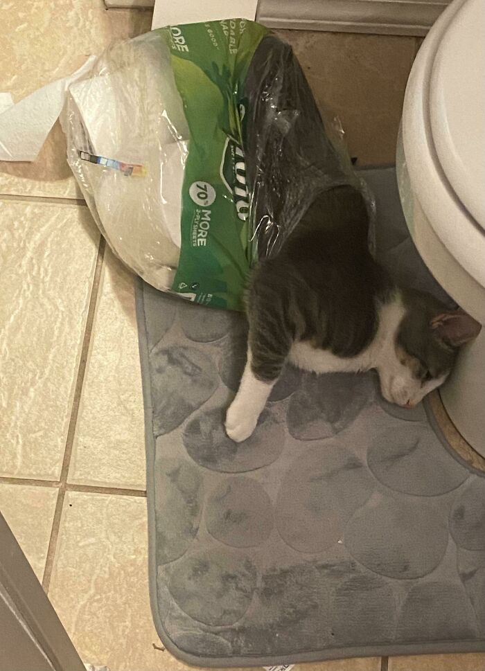 The Grinch Stole The Last Braincell From Each Of These 50 Cats, But You Don&rsquo;t See Us Complaining