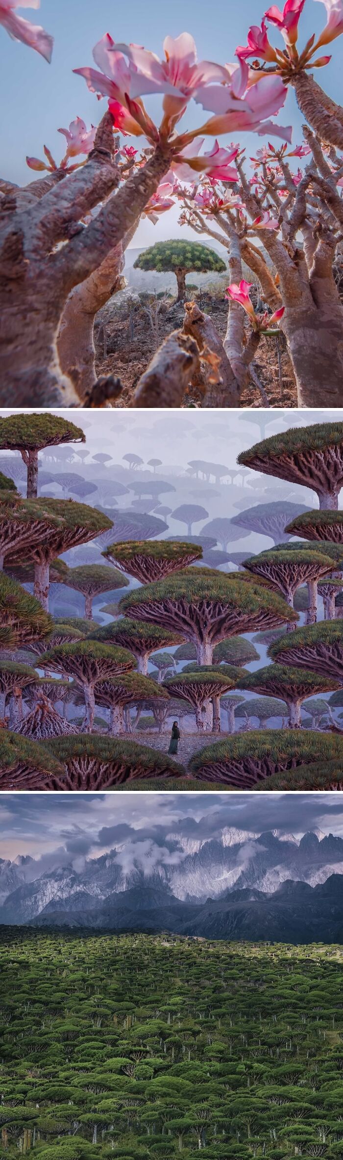 “Spill Now”: 80 Photos And Facts That Might Make You See Our World In A Different Light “Spill Now”: 80 Photos And Facts That Might Make You See Our World In A Different Light