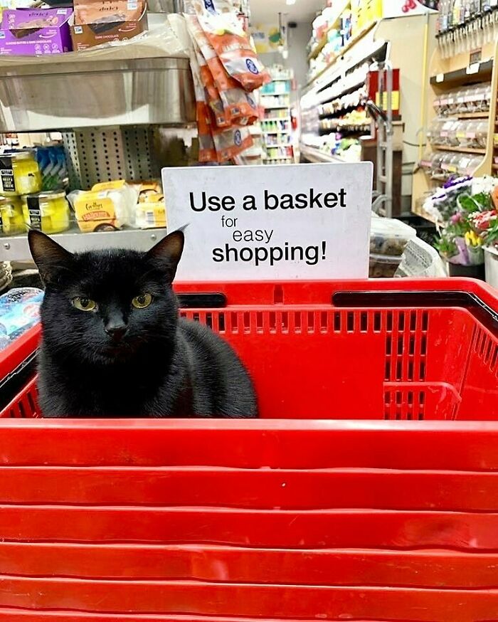 56 Cute Photos Of Bodega Cats That Feel Like Masters Of The Shops