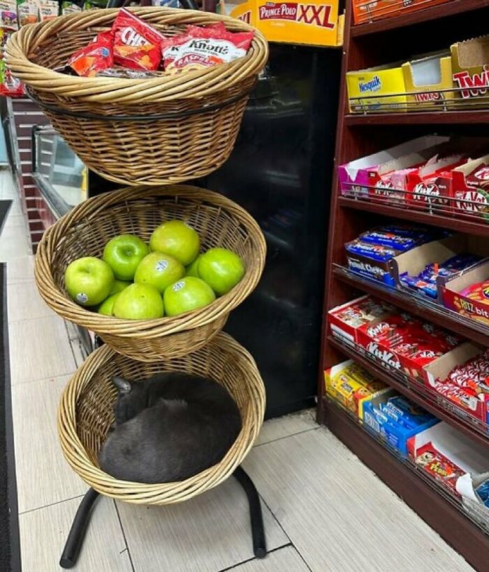 56 Cute Photos Of Bodega Cats That Feel Like Masters Of The Shops