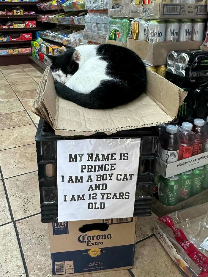 56 Cute Photos Of Bodega Cats That Feel Like Masters Of The Shops