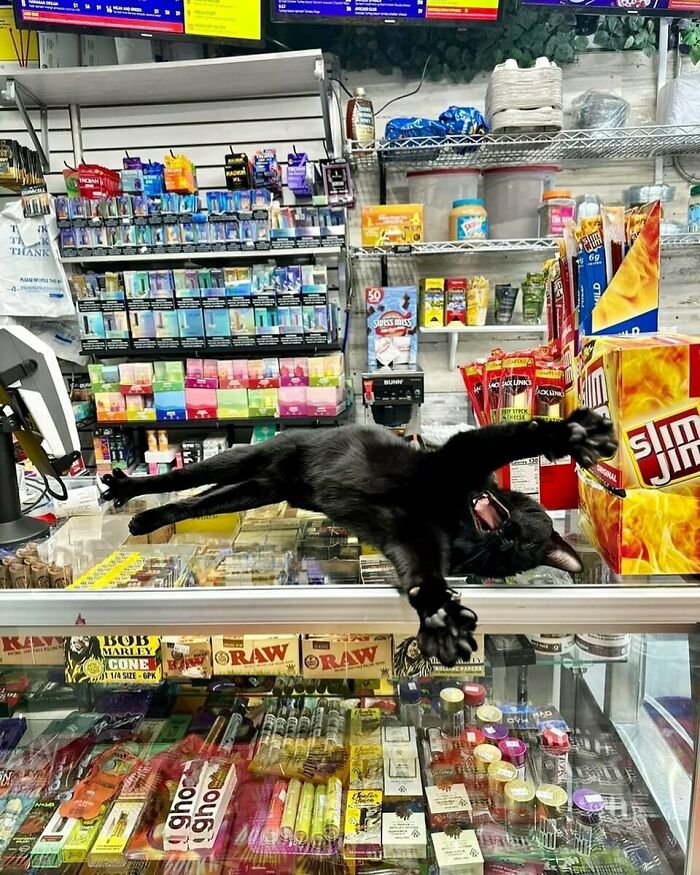 56 Cute Photos Of Bodega Cats That Feel Like Masters Of The Shops