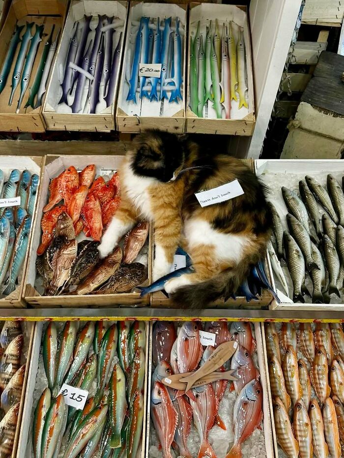 56 Cute Photos Of Bodega Cats That Feel Like Masters Of The Shops