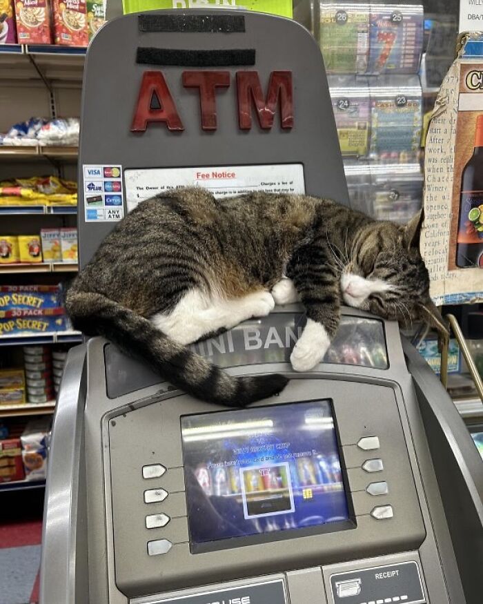 56 Cute Photos Of Bodega Cats That Feel Like Masters Of The Shops