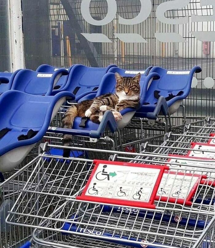 56 Cute Photos Of Bodega Cats That Feel Like Masters Of The Shops