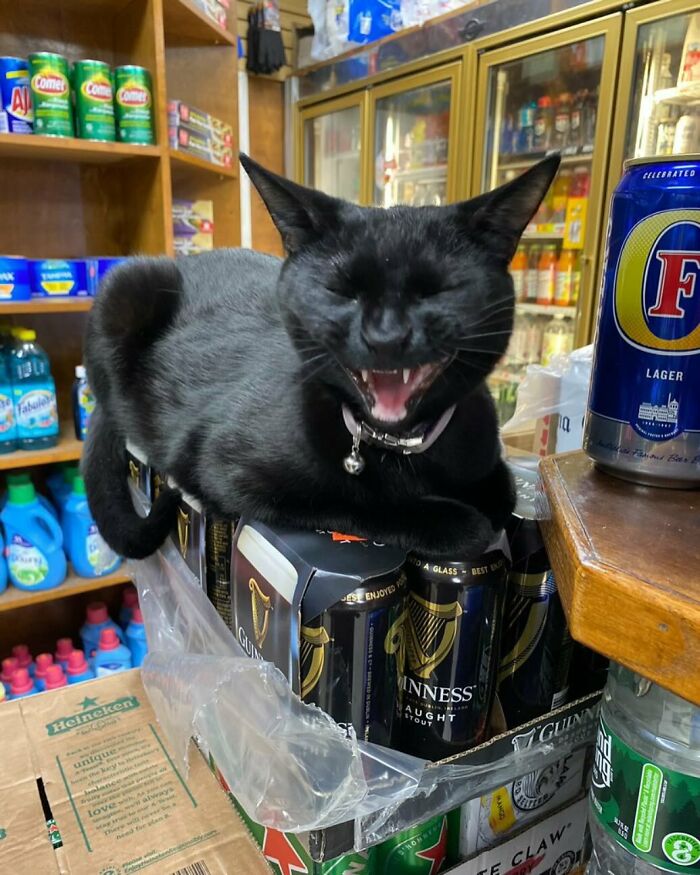 56 Cute Photos Of Bodega Cats That Feel Like Masters Of The Shops