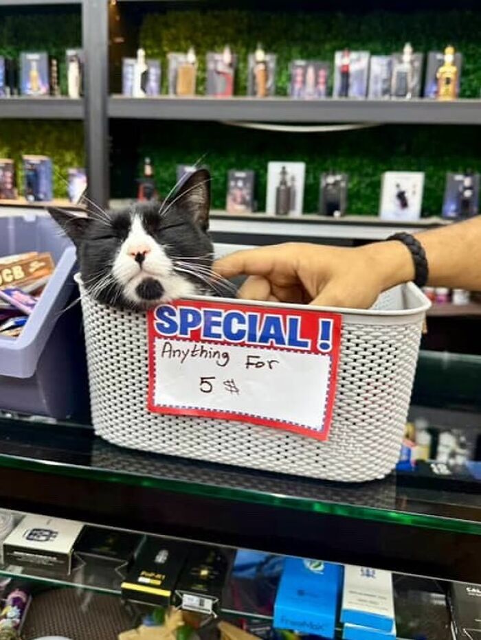 56 Cute Photos Of Bodega Cats That Feel Like Masters Of The Shops