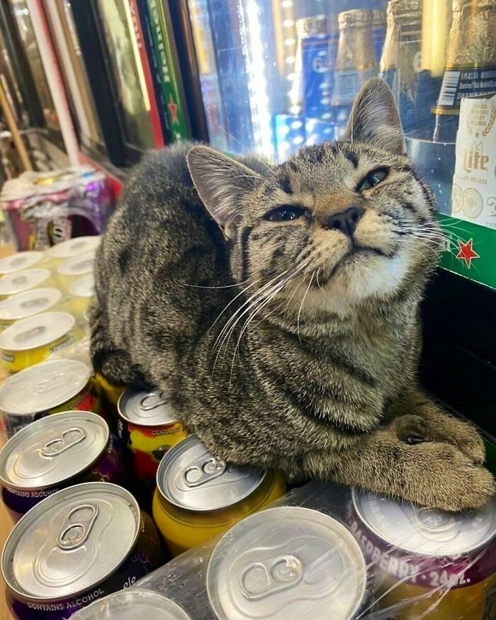 56 Cute Photos Of Bodega Cats That Feel Like Masters Of The Shops