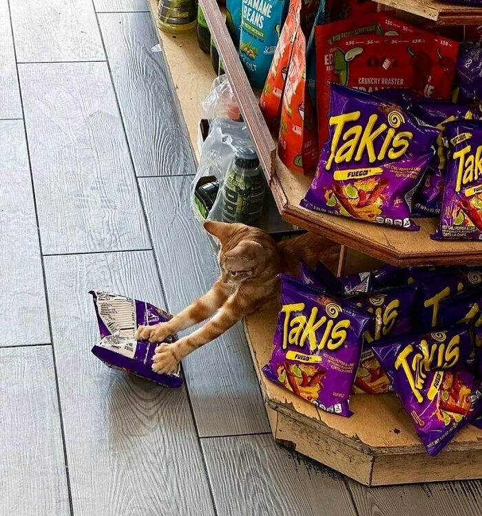 56 Cute Photos Of Bodega Cats That Feel Like Masters Of The Shops