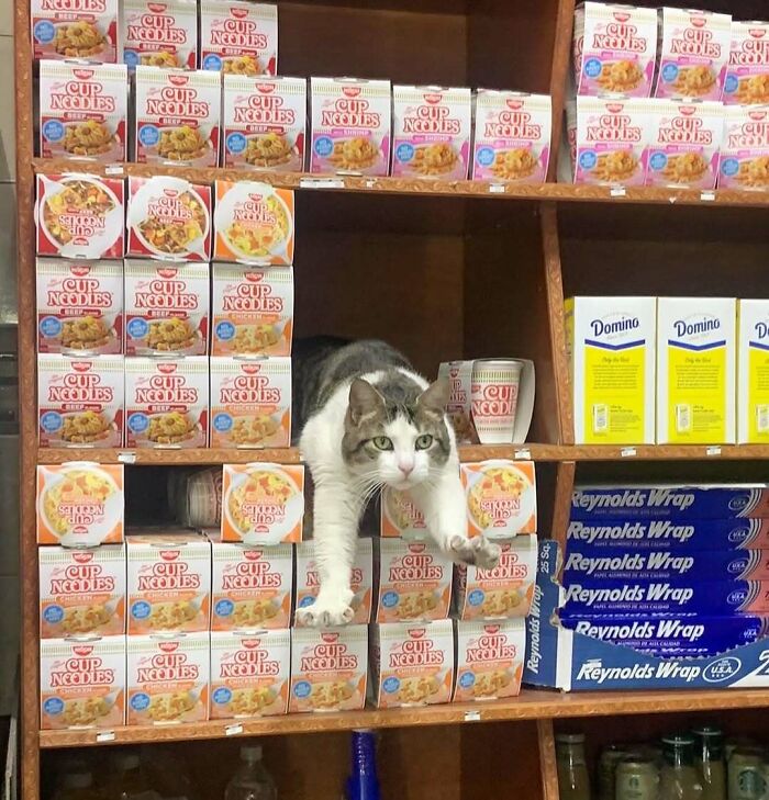 56 Cute Photos Of Bodega Cats That Feel Like Masters Of The Shops