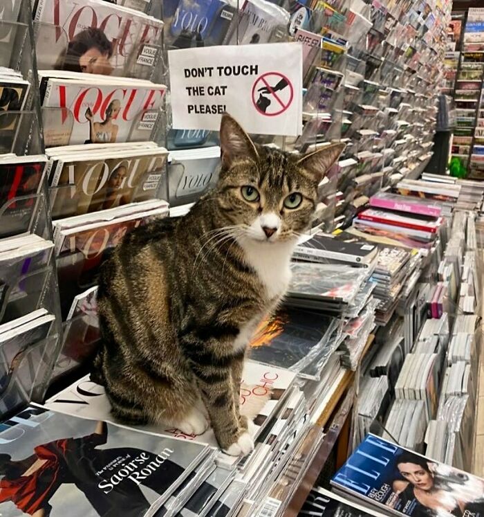 56 Cute Photos Of Bodega Cats That Feel Like Masters Of The Shops