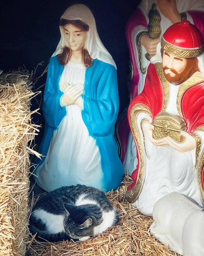 56 Cute Photos Of Bodega Cats That Feel Like Masters Of The Shops