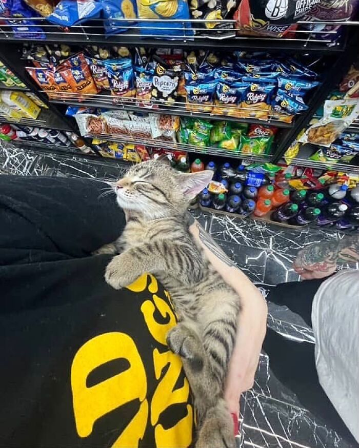 56 Cute Photos Of Bodega Cats That Feel Like Masters Of The Shops