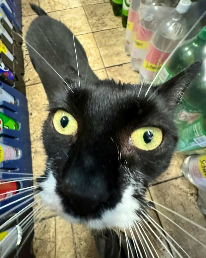 56 Cute Photos Of Bodega Cats That Feel Like Masters Of The Shops