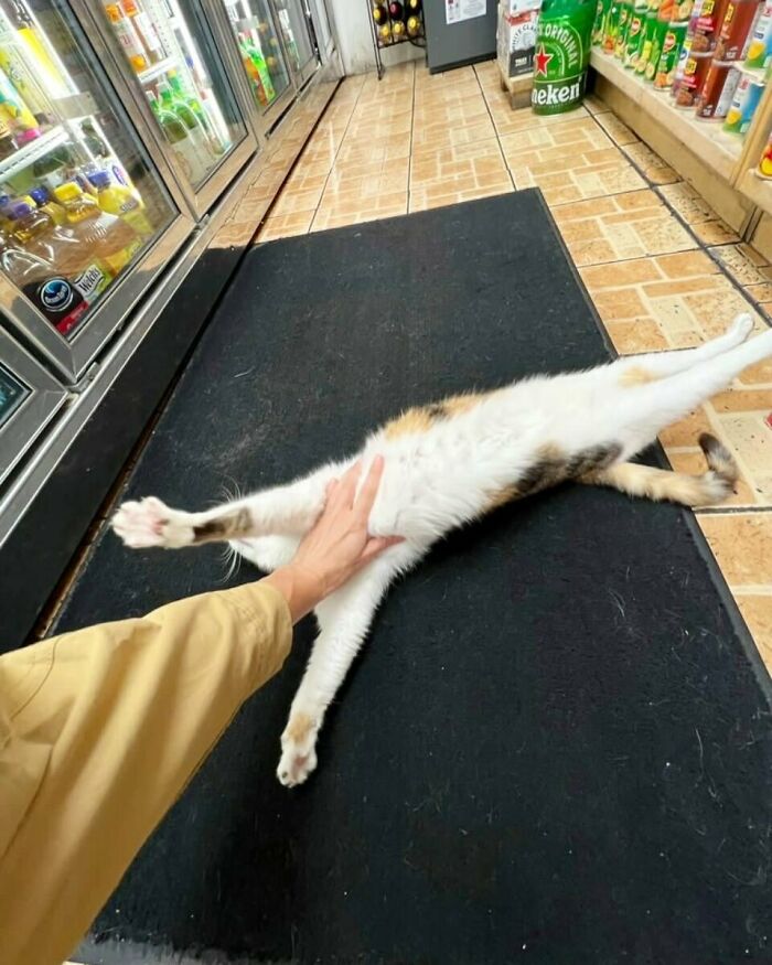 56 Cute Photos Of Bodega Cats That Feel Like Masters Of The Shops