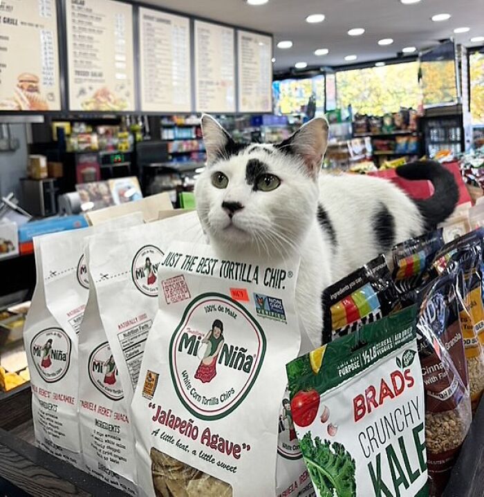 56 Cute Photos Of Bodega Cats That Feel Like Masters Of The Shops
