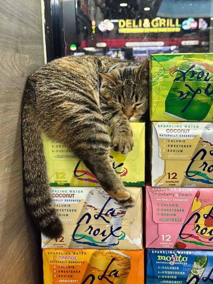 56 Cute Photos Of Bodega Cats That Feel Like Masters Of The Shops