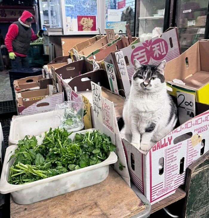 56 Cute Photos Of Bodega Cats That Feel Like Masters Of The Shops