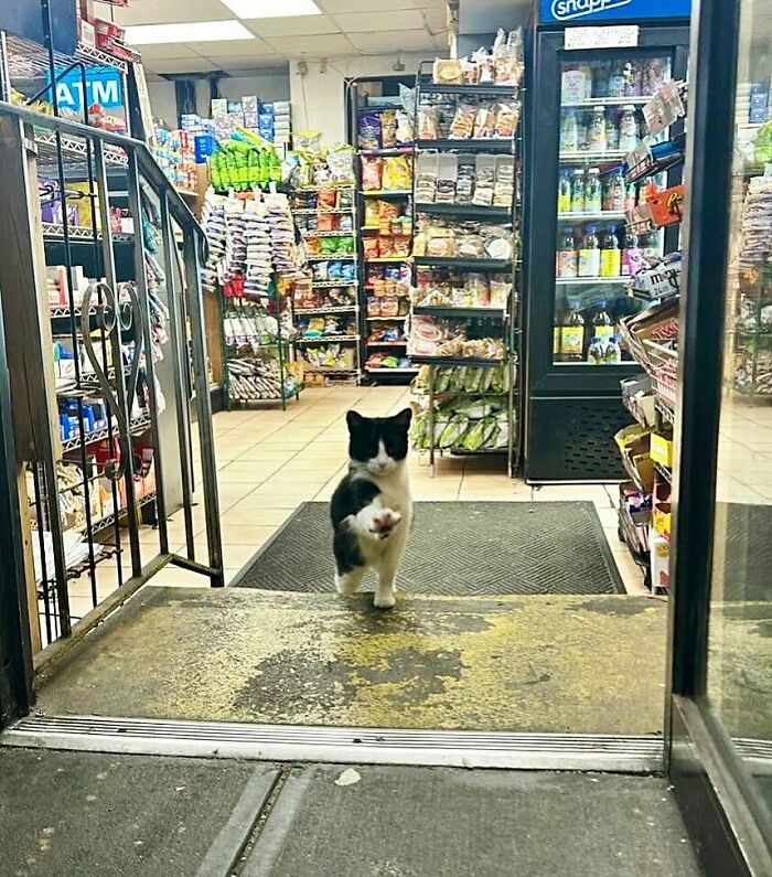 56 Cute Photos Of Bodega Cats That Feel Like Masters Of The Shops