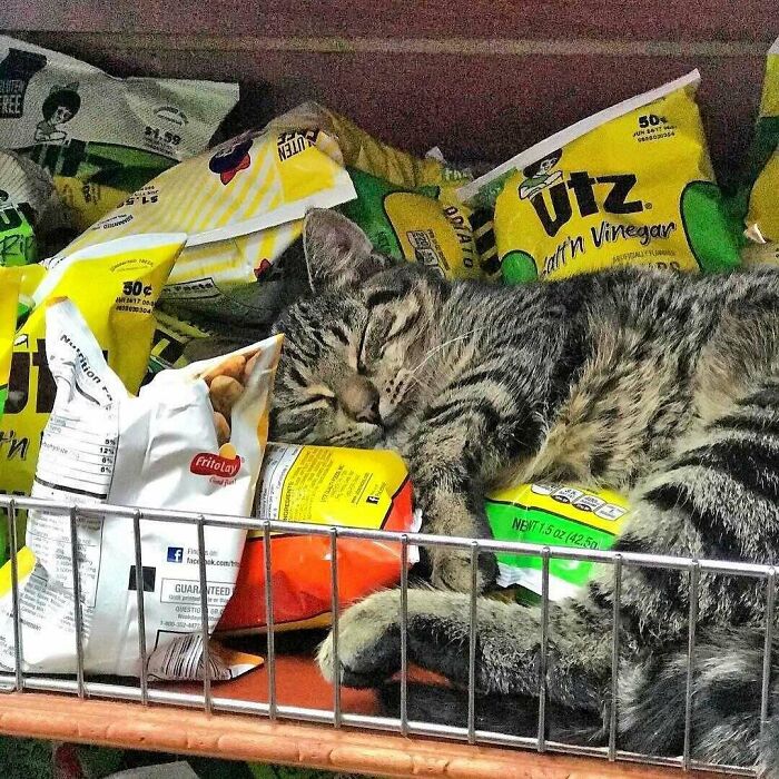 56 Cute Photos Of Bodega Cats That Feel Like Masters Of The Shops