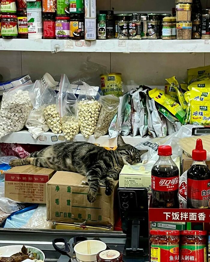 56 Cute Photos Of Bodega Cats That Feel Like Masters Of The Shops