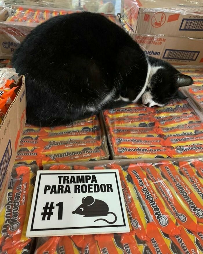 56 Cute Photos Of Bodega Cats That Feel Like Masters Of The Shops