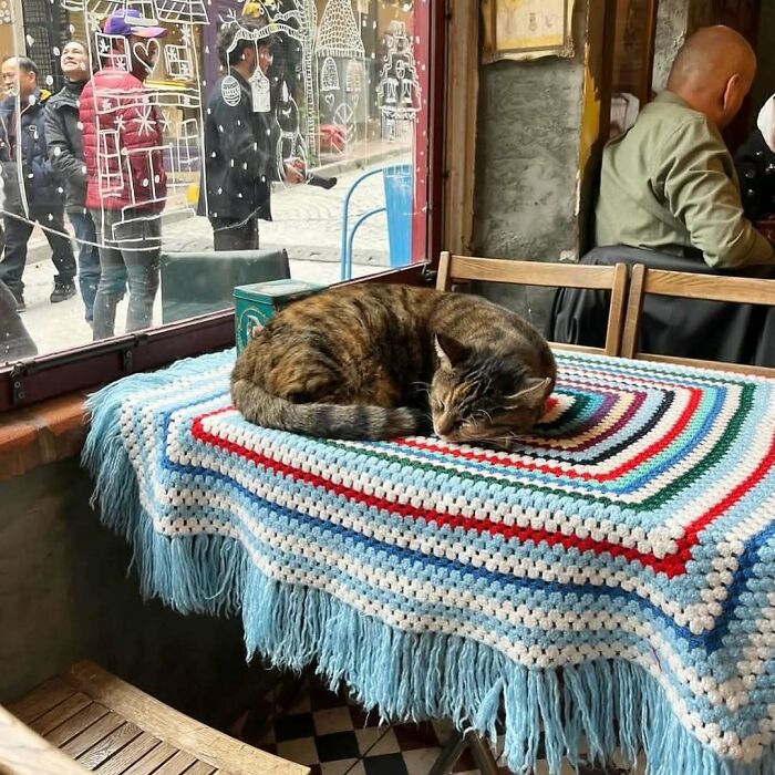 56 Cute Photos Of Bodega Cats That Feel Like Masters Of The Shops