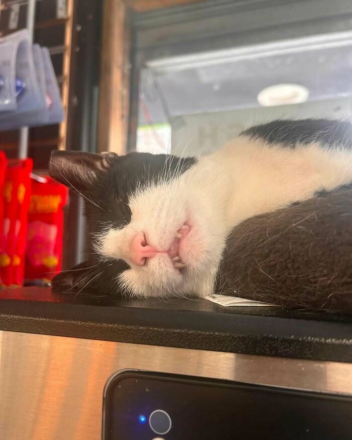 56 Cute Photos Of Bodega Cats That Feel Like Masters Of The Shops