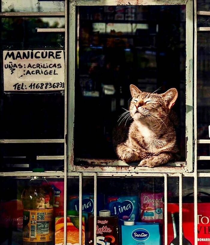 56 Cute Photos Of Bodega Cats That Feel Like Masters Of The Shops