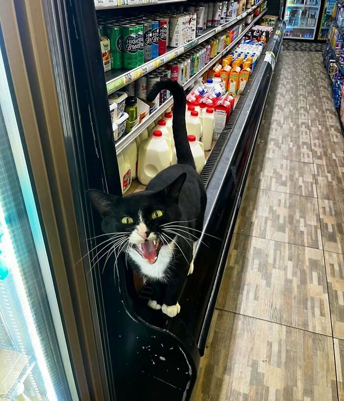 56 Cute Photos Of Bodega Cats That Feel Like Masters Of The Shops