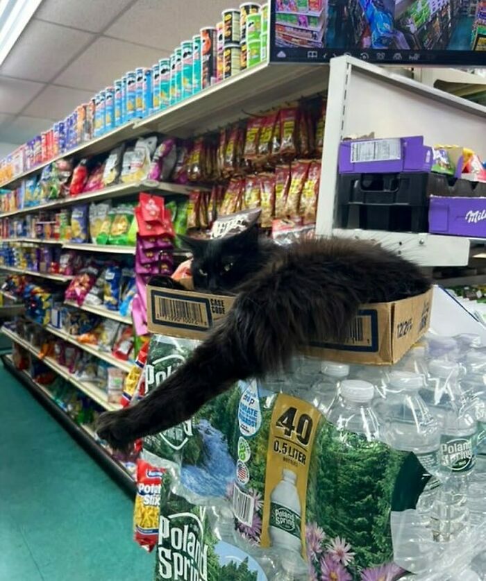 56 Cute Photos Of Bodega Cats That Feel Like Masters Of The Shops