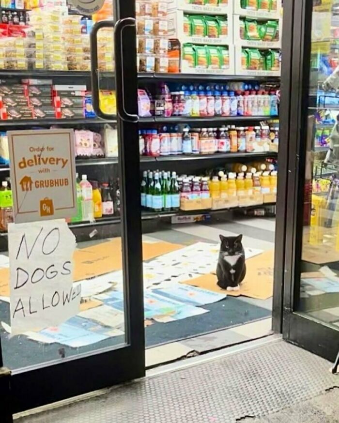 56 Cute Photos Of Bodega Cats That Feel Like Masters Of The Shops