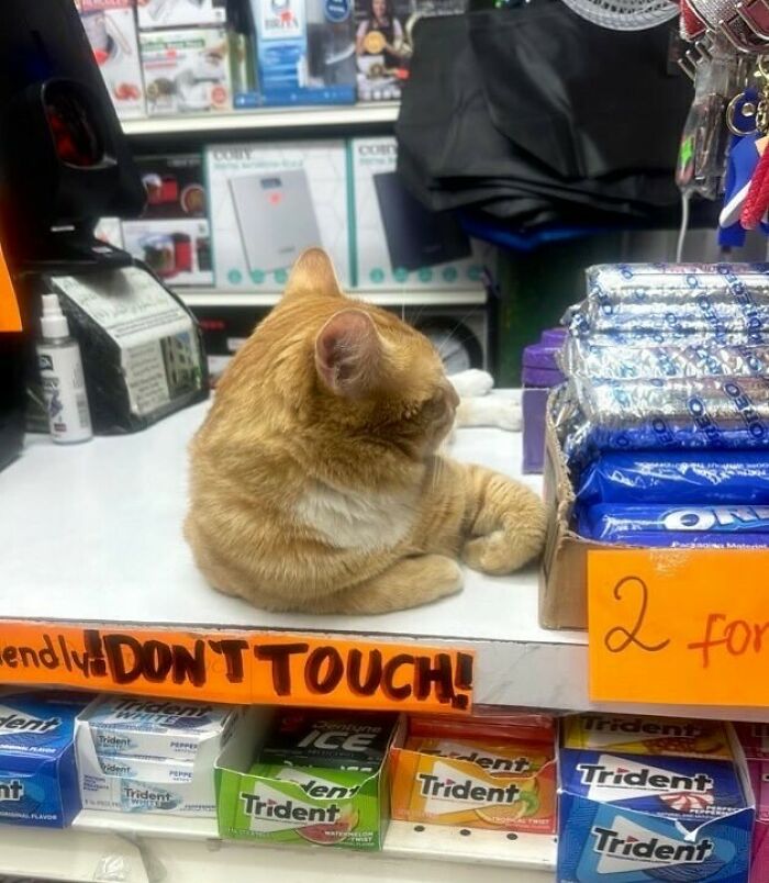 56 Cute Photos Of Bodega Cats That Feel Like Masters Of The Shops