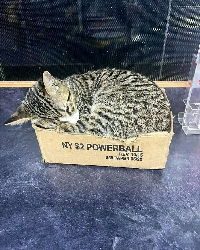 56 Cute Photos Of Bodega Cats That Feel Like Masters Of The Shops